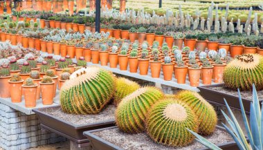 Bahçede çeşitli renklerde kaktüsler sergilenir.