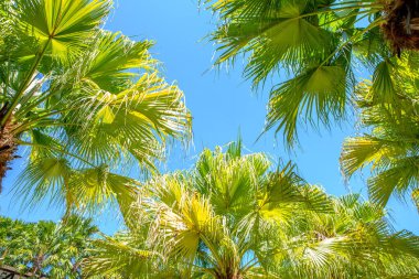 Palmiye ağacının tepesi gökyüzüne karşı