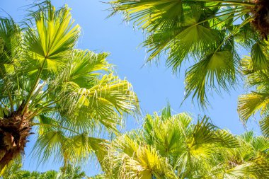 Palmiye ağacının tepesi gökyüzüne karşı