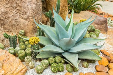 Bahçede çeşitli renklerde kaktüsler sergilenir.