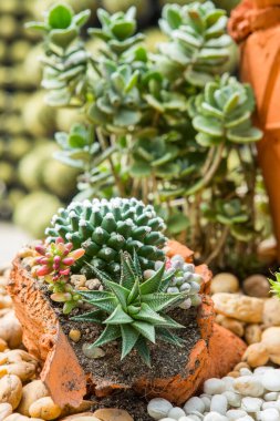 Bahçede çeşitli renklerde kaktüsler sergilenir.