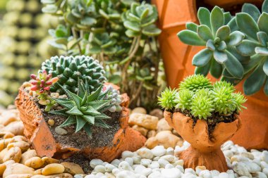 Bahçede çeşitli renklerde kaktüsler sergilenir.