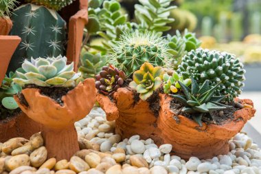 Bahçede çeşitli renklerde kaktüsler sergilenir.