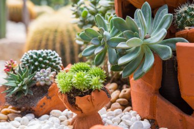 Bahçede çeşitli renklerde kaktüsler sergilenir.