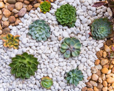 Bahçede çeşitli renklerde kaktüsler sergilenir.