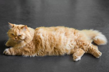 Pers kedisine bakarken yakın çekim