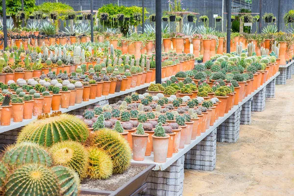 Bahçede çeşitli renklerde kaktüsler sergilenir.
