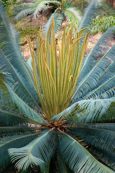 Zahradní Cycad List Uspořádání Pro Zelené Pozadí Vzor — Stock fotografie