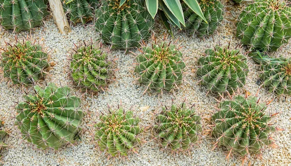 Cactus Displayed Garden Many Colors — Stock Photo, Image