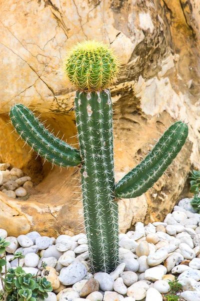 Cactus Displayed Garden Many Colors — Stock Photo, Image