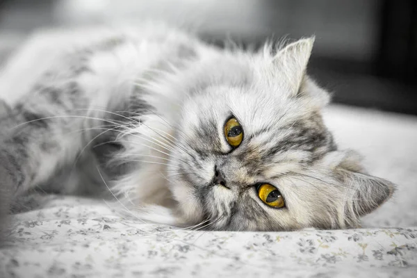 Pers Kedisine Bakarken Yakın Çekim — Stok fotoğraf