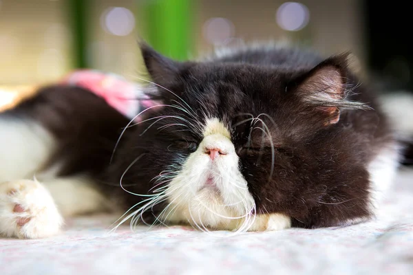 Мила Кішка Спить Пухнастій Підлозі — стокове фото