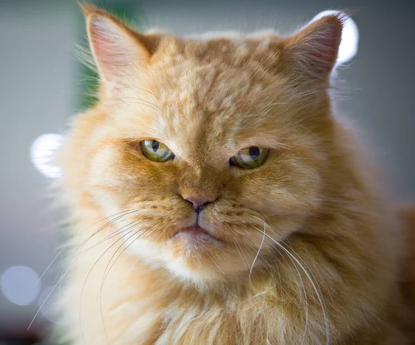 Közelkép Perzsa Macskáról — Stock Fotó