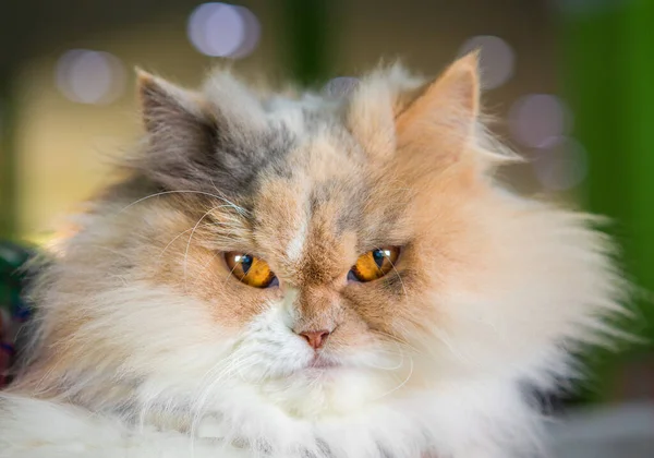 Κοντινό Πλάνο Της Περσικής Γάτας Που Κοιτάζει — Φωτογραφία Αρχείου