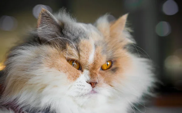 Közelkép Perzsa Macskáról — Stock Fotó