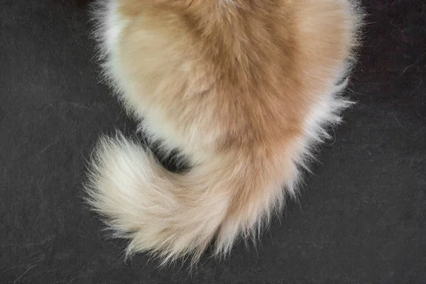 Furry Cat Tail Black Background — Stock Photo, Image