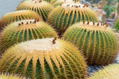 Bahçede çeşitli renklerde kaktüsler sergilenir.