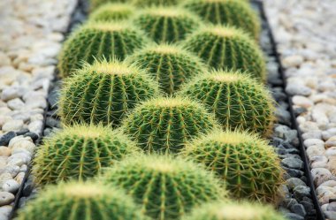 Bahçede çeşitli renklerde kaktüsler sergilenir.