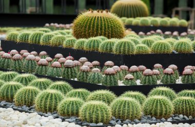 Bahçede çeşitli renklerde kaktüsler sergilenir.