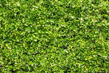 Doğal dikey bahçede arka plan olarak süslemeli bitkiler