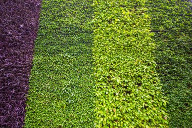 Doğal dikey bahçede arka plan olarak süslemeli bitkiler