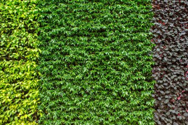 Doğal dikey bahçede arka plan olarak süslemeli bitkiler