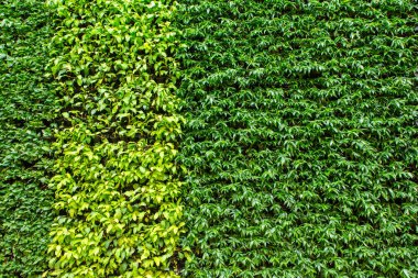 Doğal dikey bahçede arka plan olarak süslemeli bitkiler