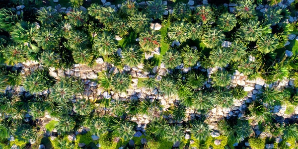 Зеленый Парк Деревьев Высоты Птичьего Полета — стоковое фото