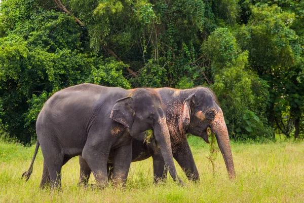 Deux Éléphants Debout Mangeant Herbe — Photo