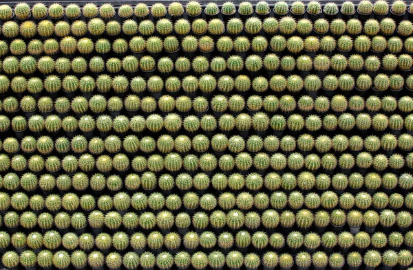 Kaktus Visas Trädgården Många Färger — Stockfoto