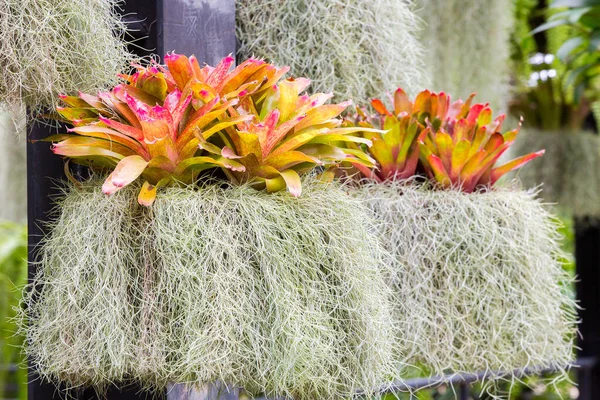 Fougère Plantes Suspendues Dans Jardin Sur Fond Jardin Naturel — Photo