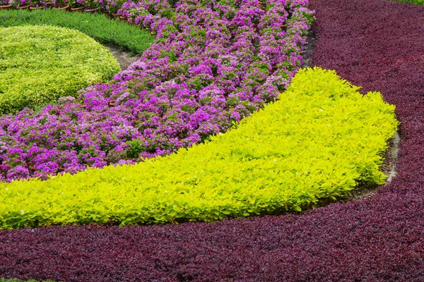 Colorful Trees Decorate Beautifully Garden — Stock Photo, Image