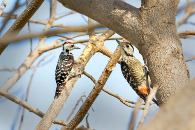 Çizgili göğüslü ağaçkakan yavruları beslemek için yiyecek arıyor.