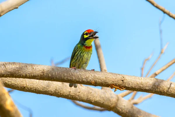 Coppersmith Barbet Nature Fly Find Food — Stock Photo, Image