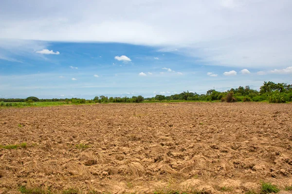 Sequía Destruirá Los Cultivos Que Cultivan Planta Secará Suelo Caliente —  Fotos de Stock