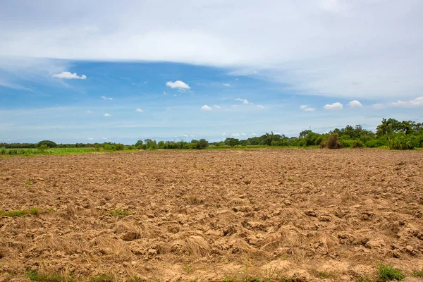 Droogte Zal Gewassen Vernietigen Die Worden Geteeld Plant Droogt Hete — Stockfoto