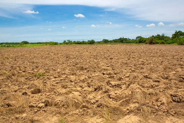 Sequía Destruirá Los Cultivos Que Cultivan Planta Secará Suelo Caliente —  Fotos de Stock