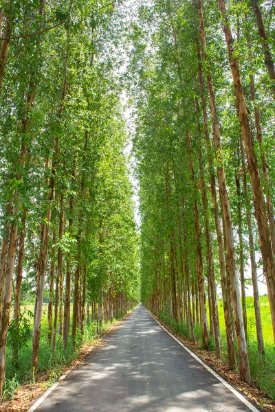 Eucalyptus Est Une Plante Économique Agricole Thaïlande — Photo