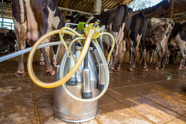農場での牛乳の群れの接近 — ストック写真