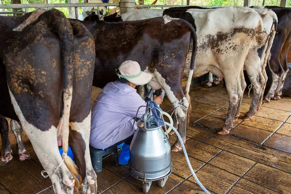 Trabajador Está Ordeñando Vacas Una Granja — Foto de Stock