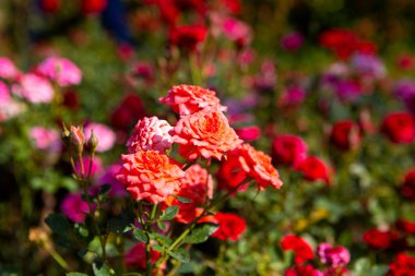Restoran bahçesinde süslenmiş kırmızı güller.