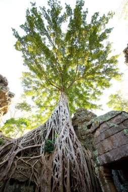Ta Prohm Tapınağı, Khmer İmparatorluğu 'nun taş bir kalesidir. Phra Nakhon hendeğinden uzakta.