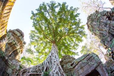 Ta Prohm Tapınağı, Khmer İmparatorluğu 'nun taş bir kalesidir. Phra Nakhon hendeğinden uzakta.