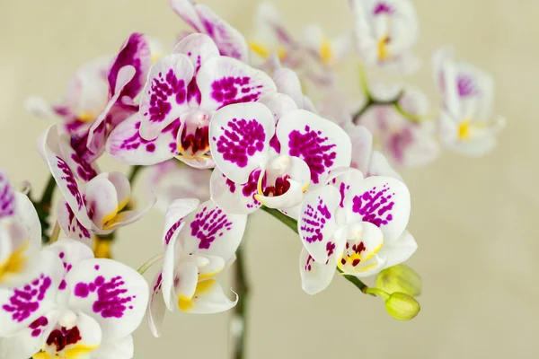 Belle Orchidée Pourpre Disposée Dans Jardin — Photo