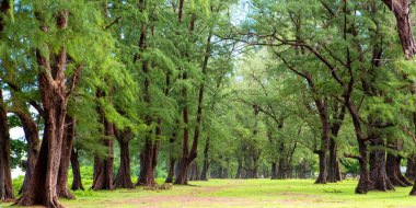 Çam ağaçları güzeldir..