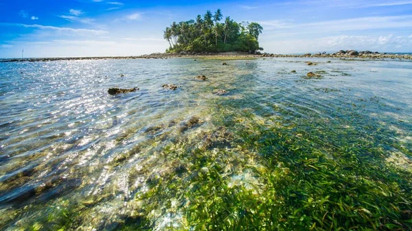 Ocean Underwater Reef Sun Light Water Surface Seagrass Field — Stock Photo, Image