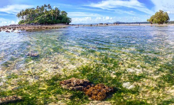 Ocean Underwater Reef Sun Light Water Surface Seagrass Field — Stock Photo, Image