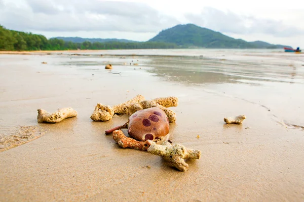 Coral Broken Beach — Stock Photo, Image