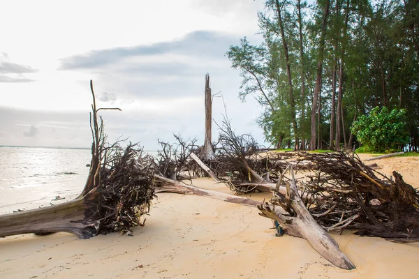 Стовбур Мертвого Дерева Тропічному Пляжі — стокове фото