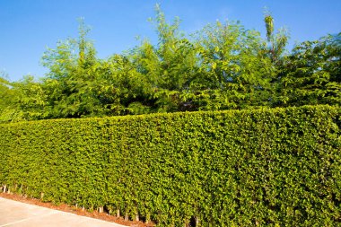 Gökyüzüne karşı çit